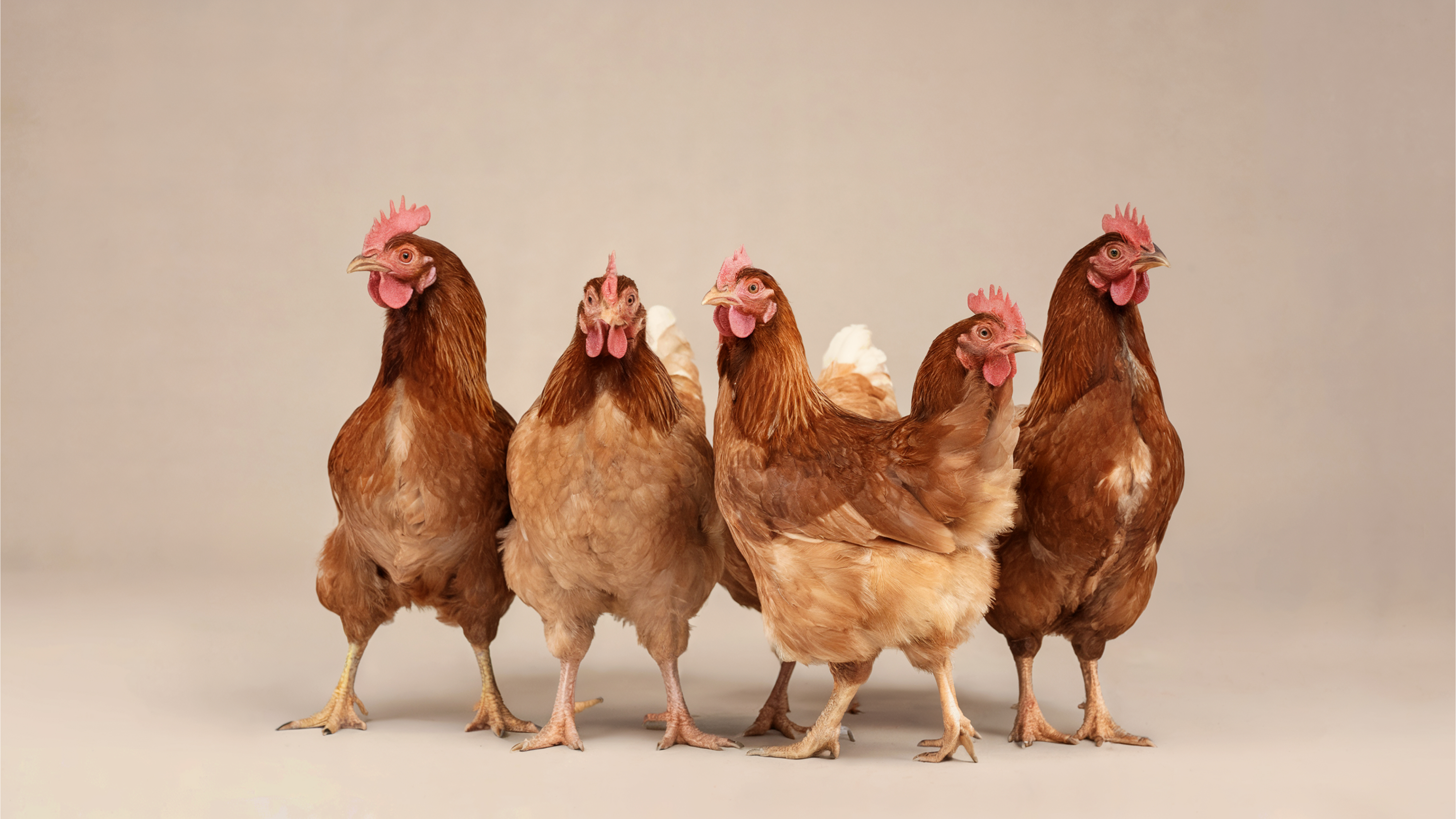The L1fe Farms layer flock — five pasture-raised hens on a peach studio backdrop.